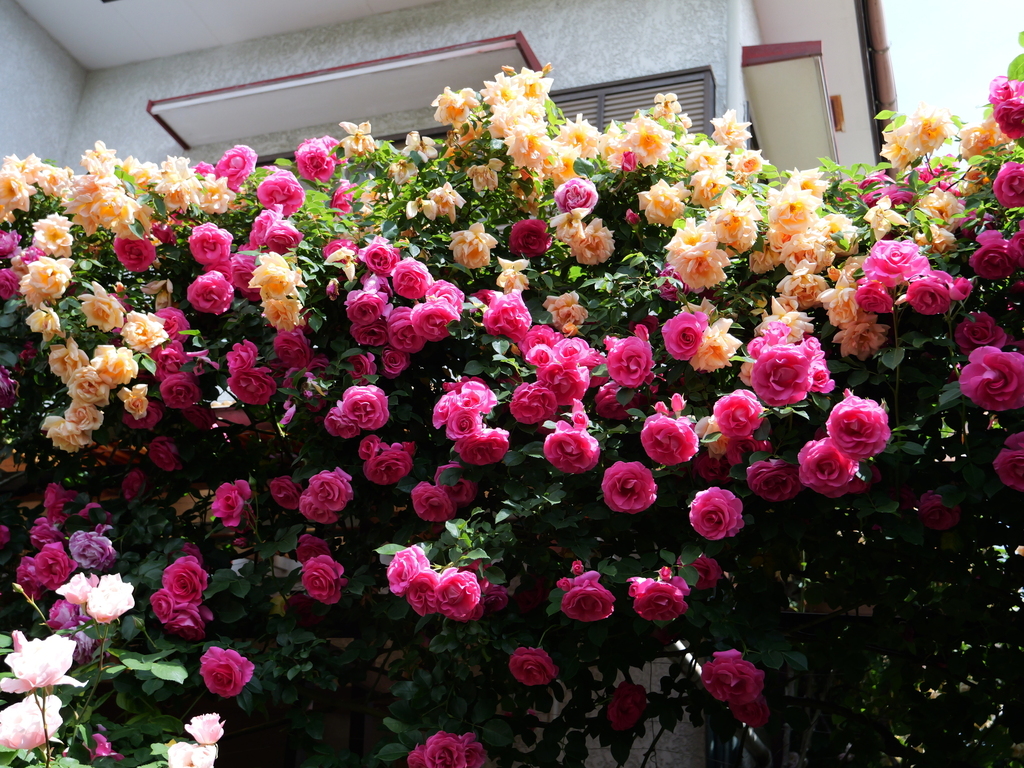 2025-05-13 10_33№(0394).JPG
