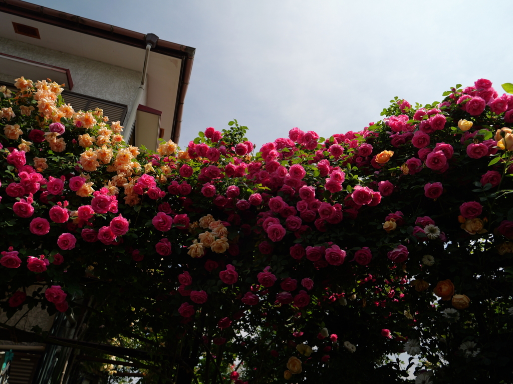 2025-05-13 10_33№(0396).JPG