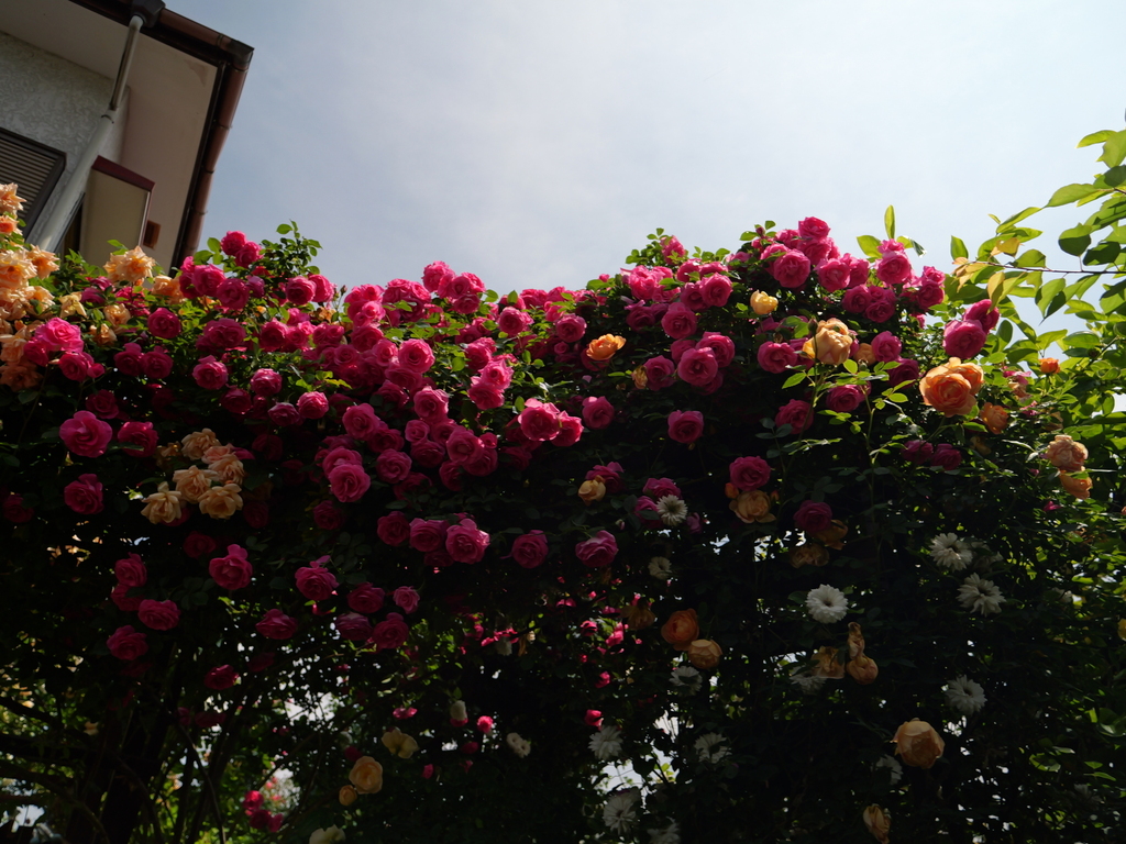 2025-05-13 10_33№(0397).JPG