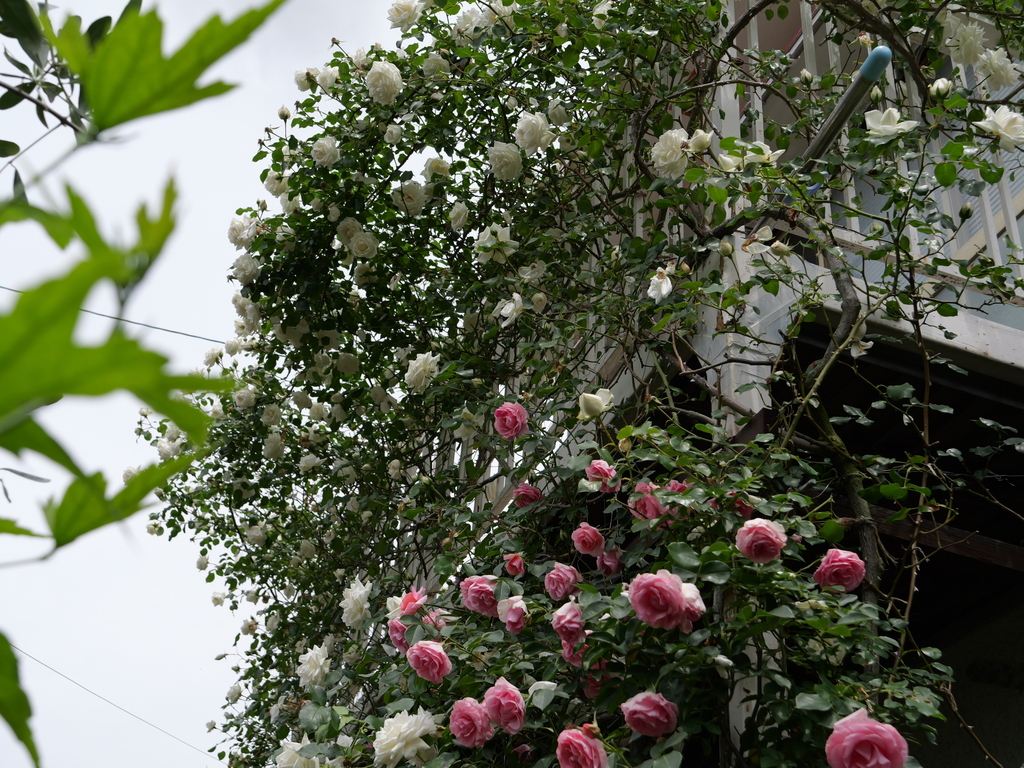 2025-05-14 10_49№(0671).JPG