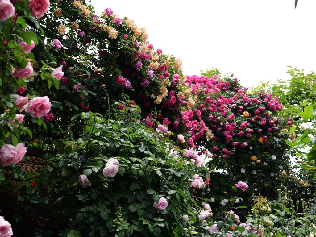 2025-05-14 10_49№(0686).JPG