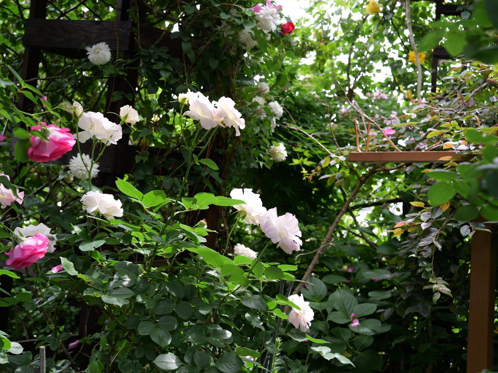 2025-05-14 10_50№(0698).JPG