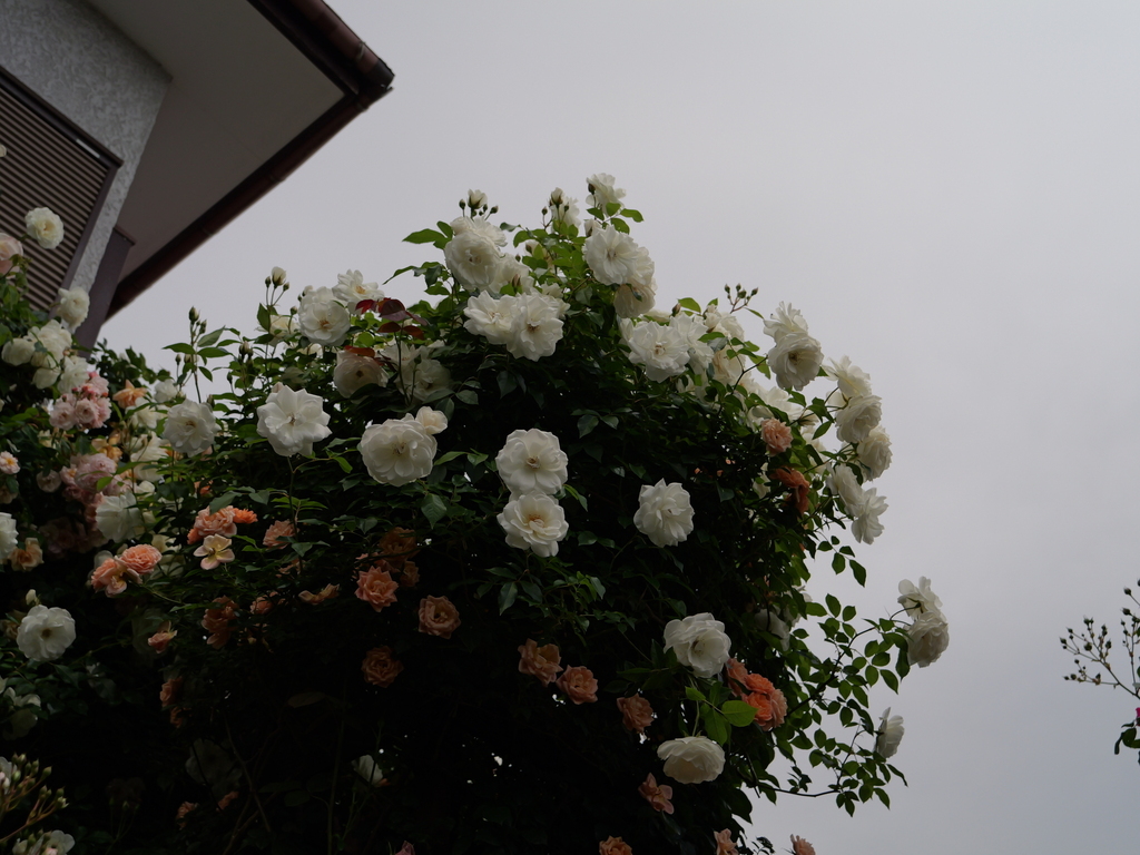 2025-05-14 10_51№(0726).JPG
