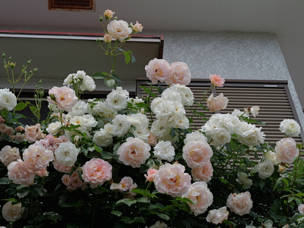 2025-05-14 10_51№(0730).JPG