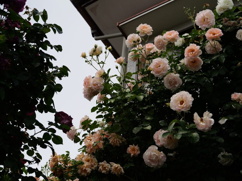 2025-05-14 10_52№(0748).JPG