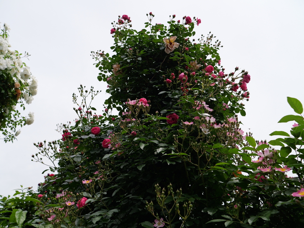 2025-05-14 10_52№(0765).JPG