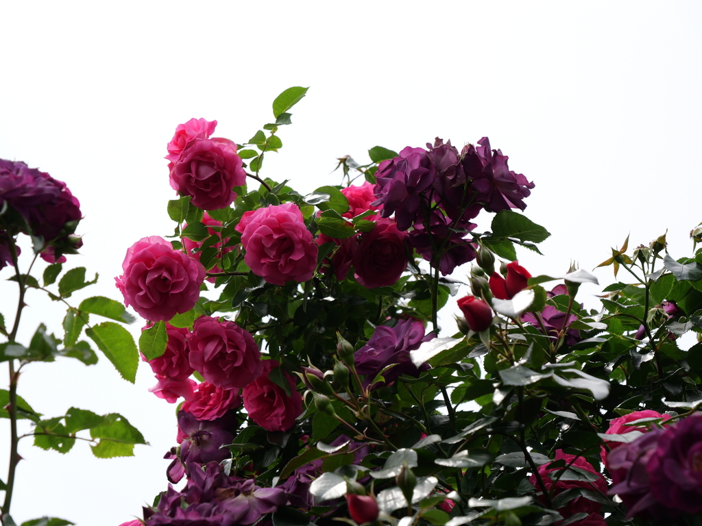2025-05-14 10_52№(0777).JPG