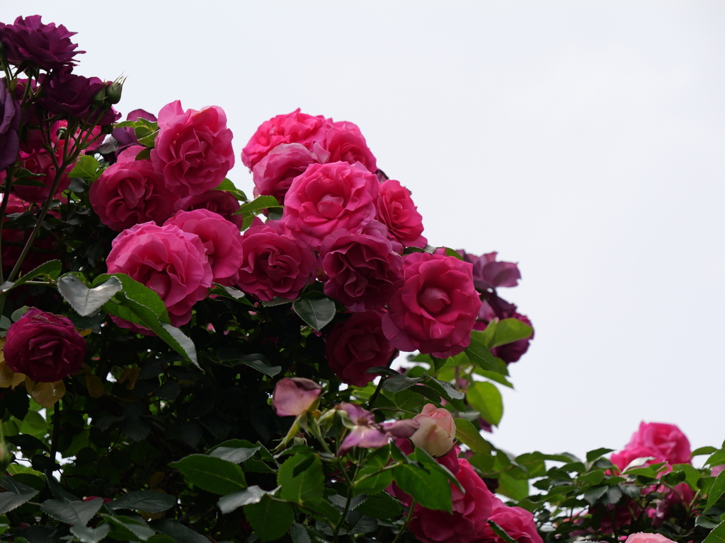 2025-05-14 10_52№(0780).JPG