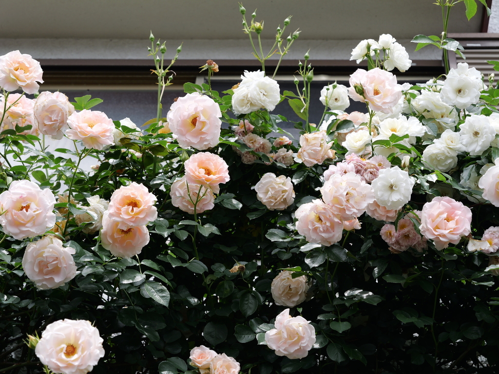 2025-05-14 10_52№(0783).JPG