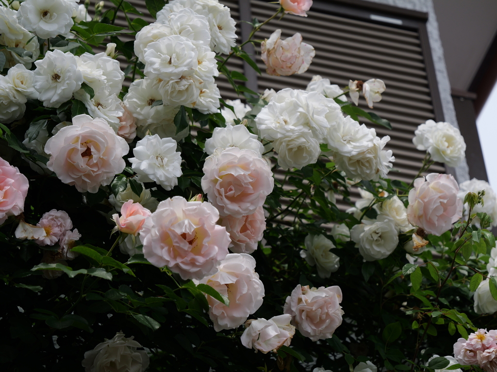 2025-05-14 10_52№(0786).JPG
