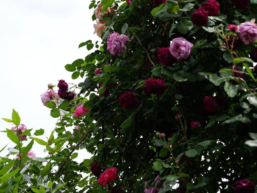 2025-05-14 10_53№(0797).JPG
