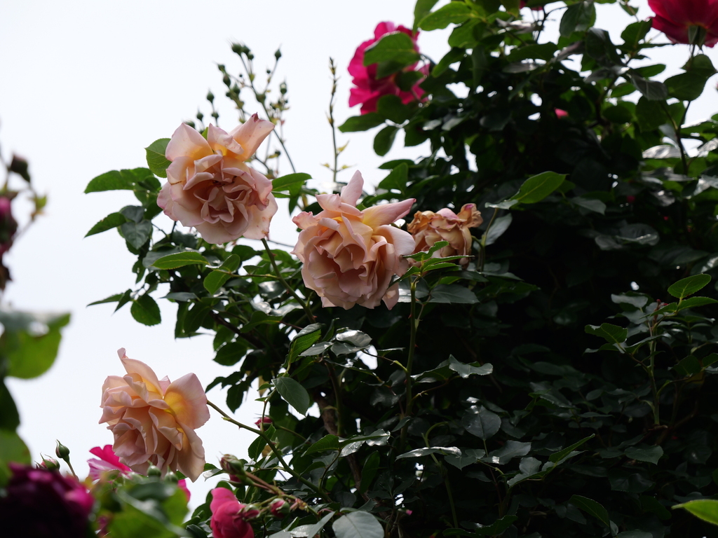 2025-05-14 10_53№(0811).JPG