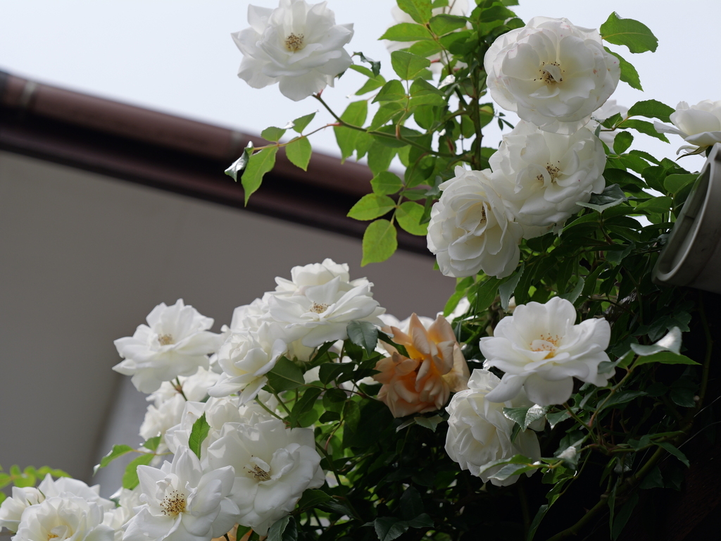 2025-05-14 10_53№(0820).JPG