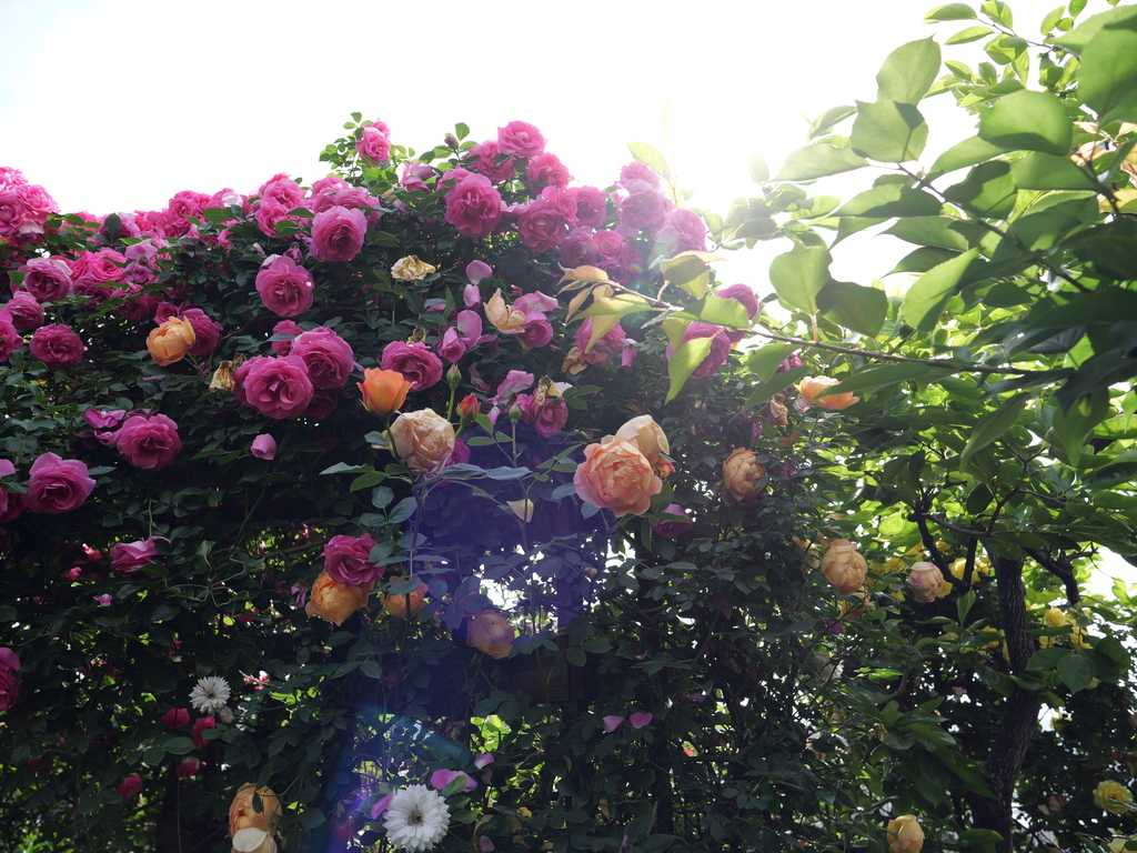 2025-05-15 08_12№(0011).JPG