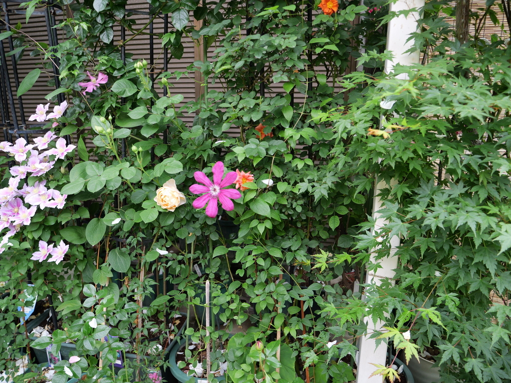 2025-05-15 08_13№(0013).JPG