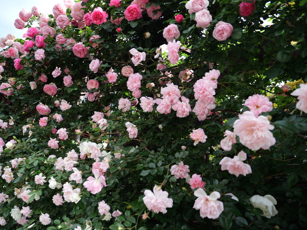 2025-05-15 08_20№(0017).JPG