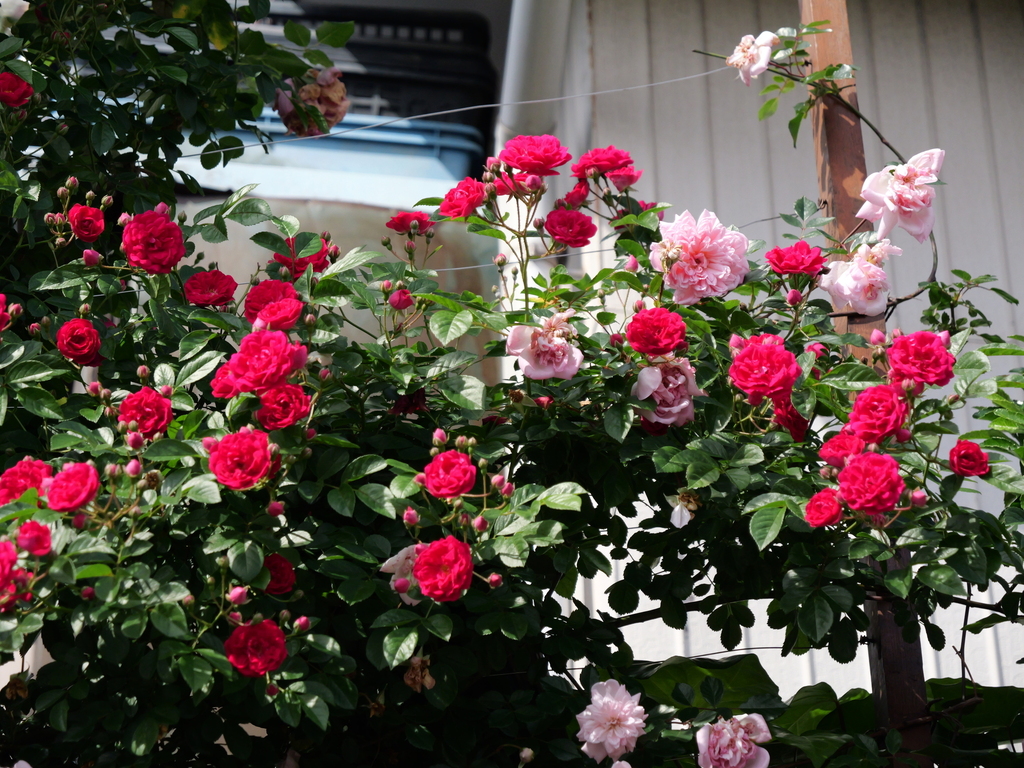 2025-05-15 08_24№(0019).JPG