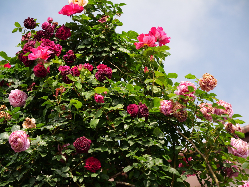 2025-05-15 08_25№(0021).JPG