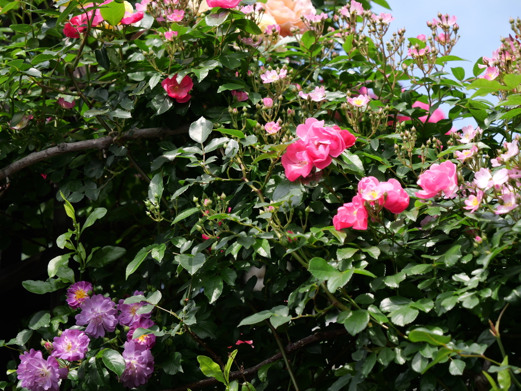 2025-05-15 08_27№(0026).JPG