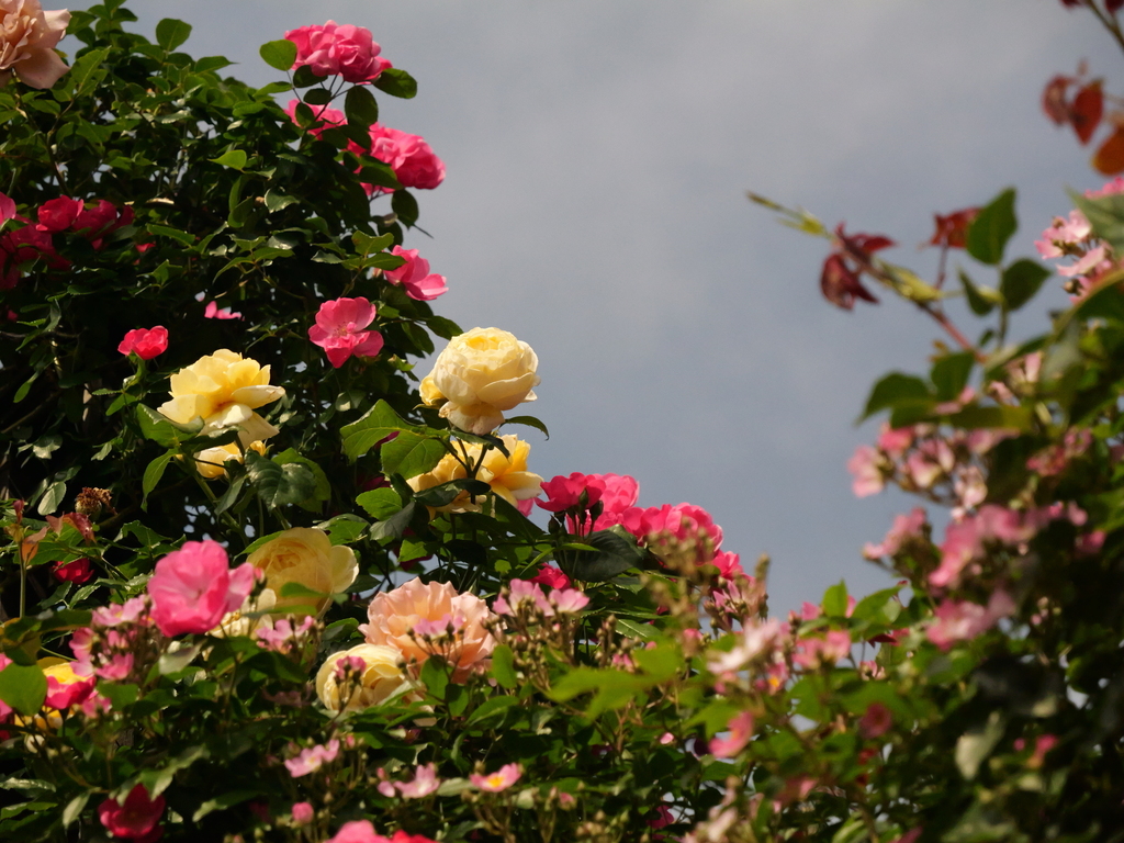 2025-05-15 08_29№(0030).JPG