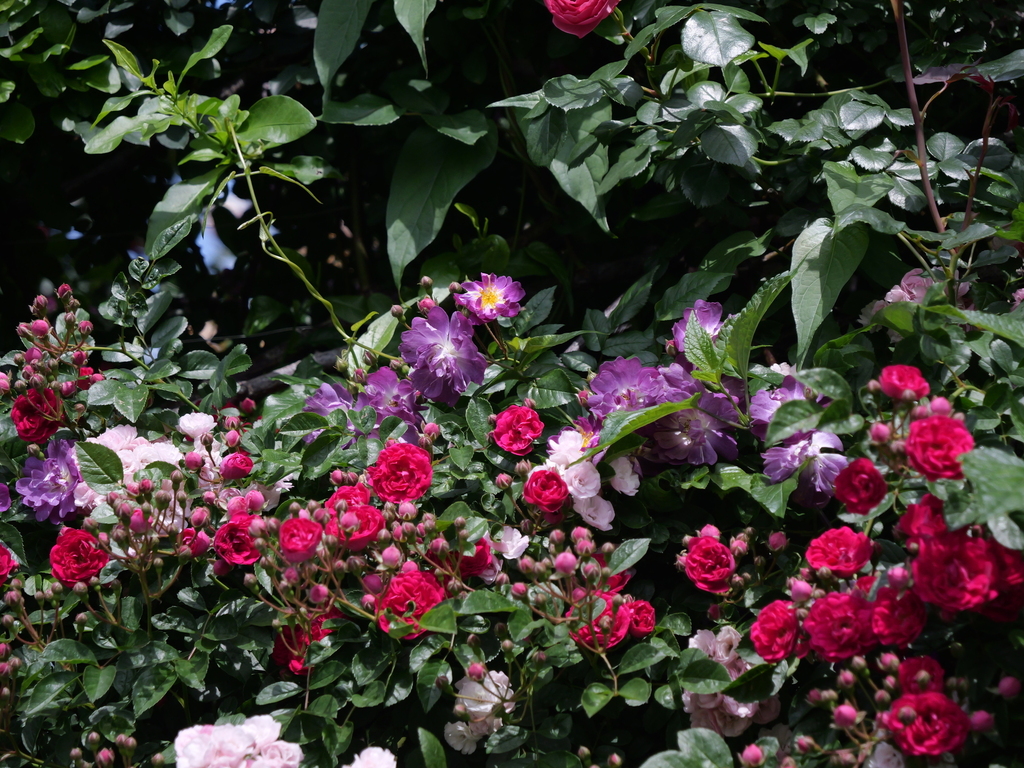 2025-05-15 08_30№(0032).JPG