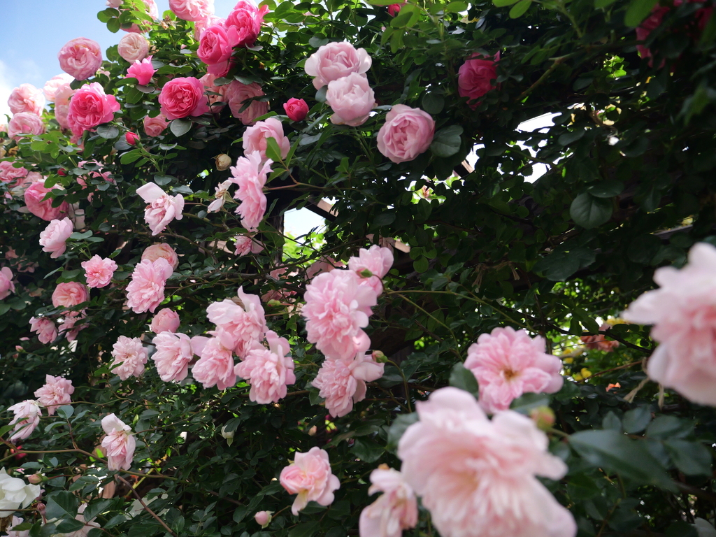 2025-05-15 08_33№(0038).JPG