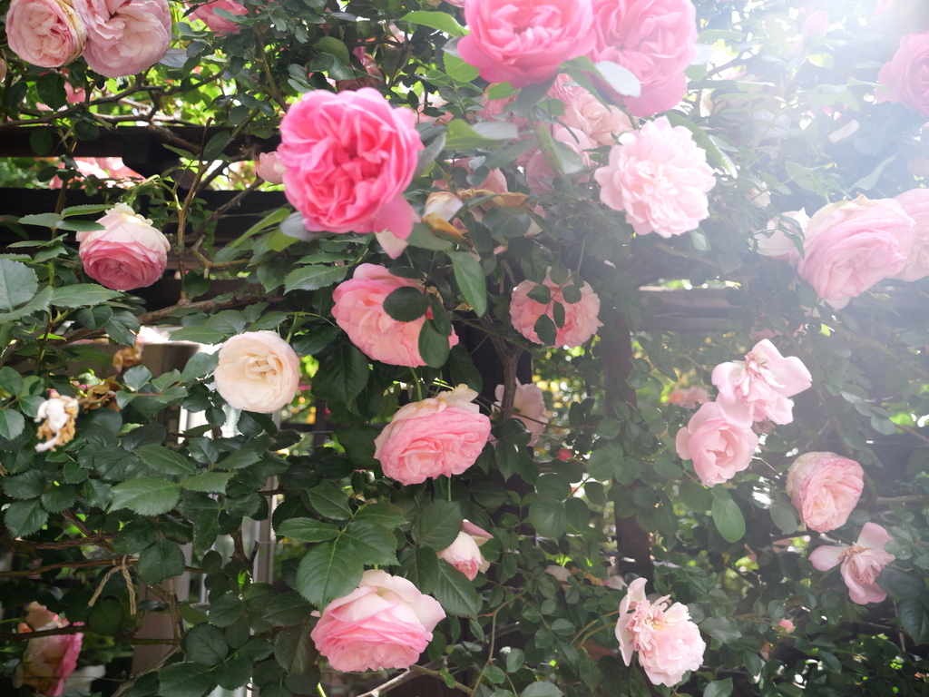 2025-05-15 08_33№(0040).JPG
