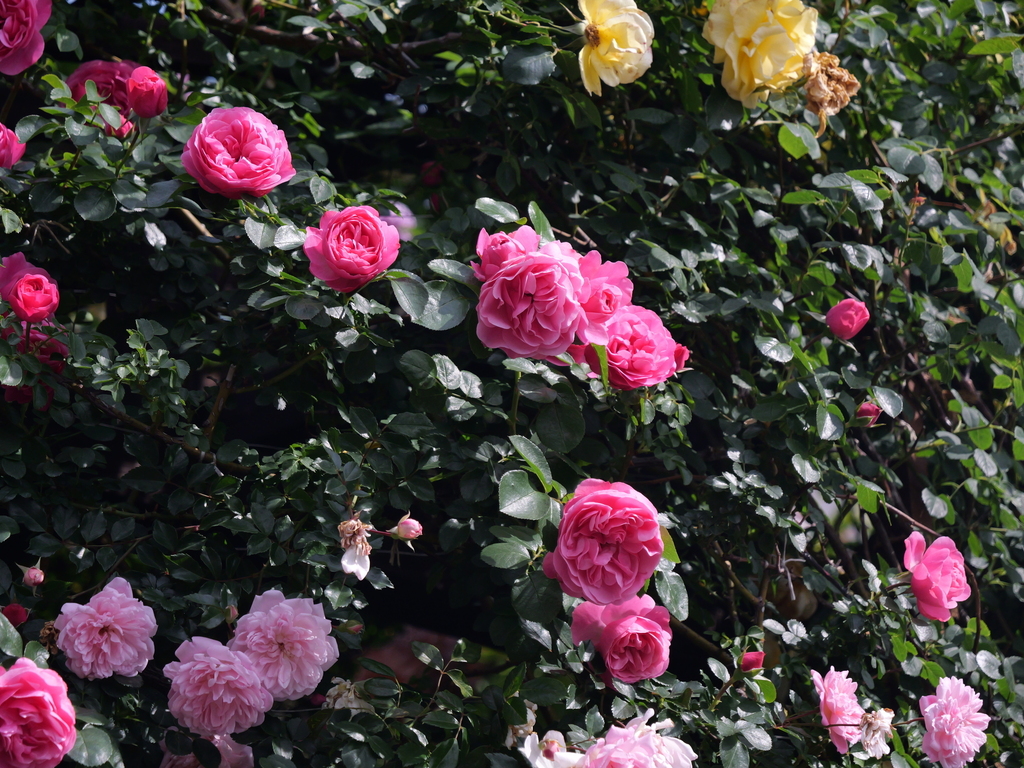 2025-05-15 08_34№(0042).JPG