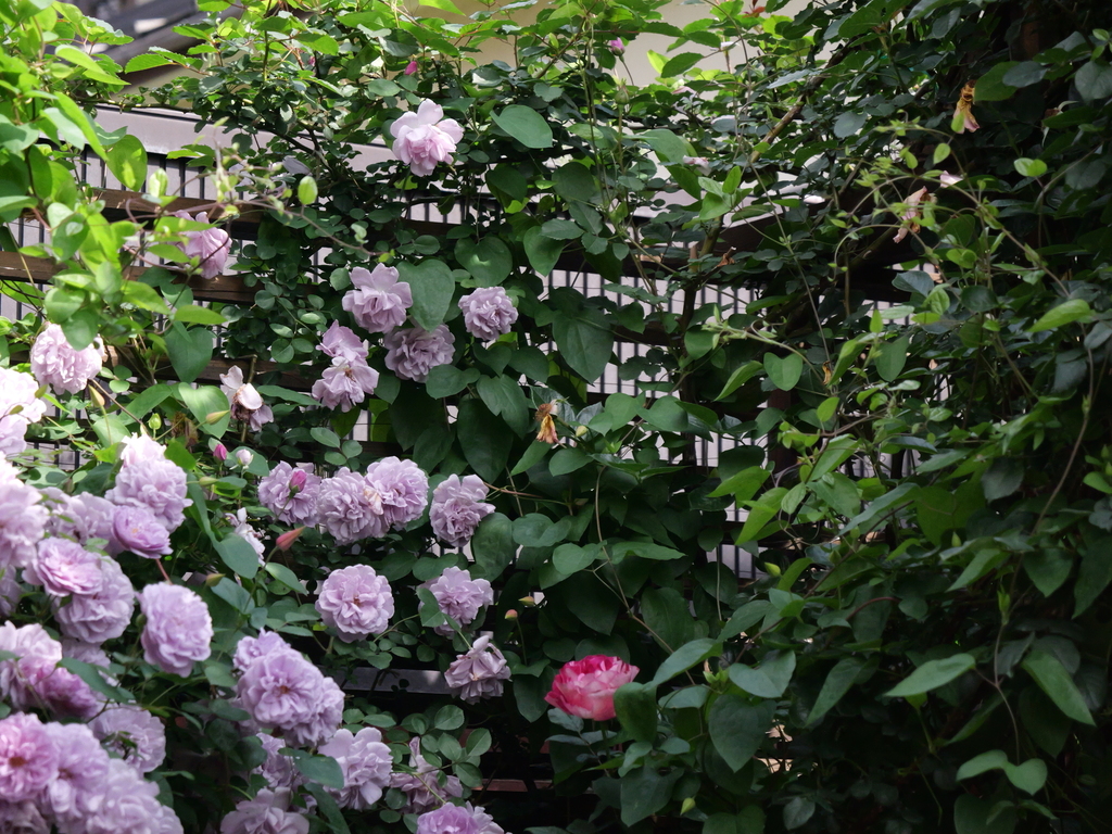 2025-05-15 08_36№(0050).JPG