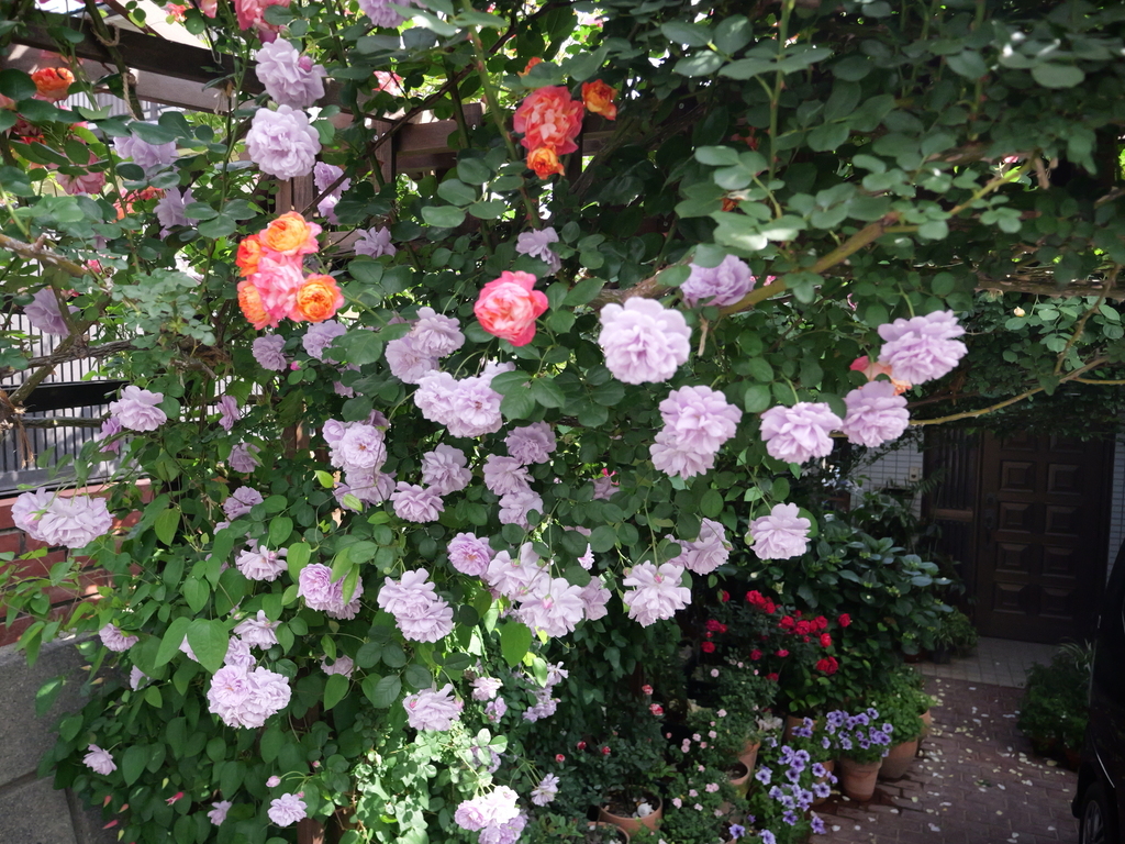2025-05-15 08_37№(0052).JPG
