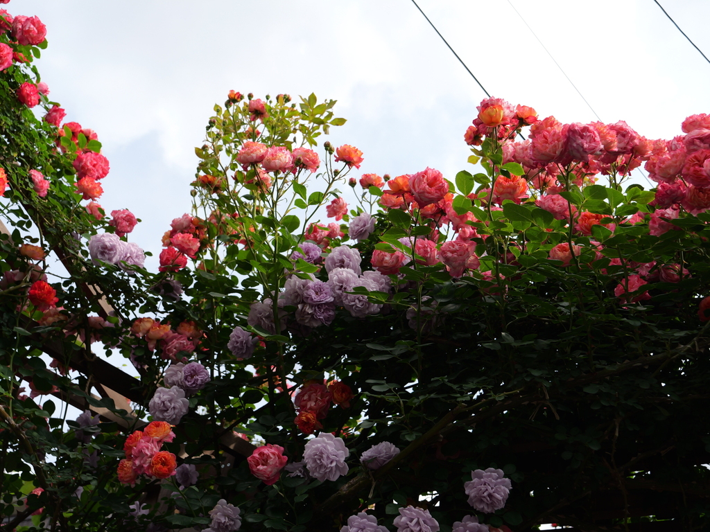 2025-05-16 08_58№(0285).JPG
