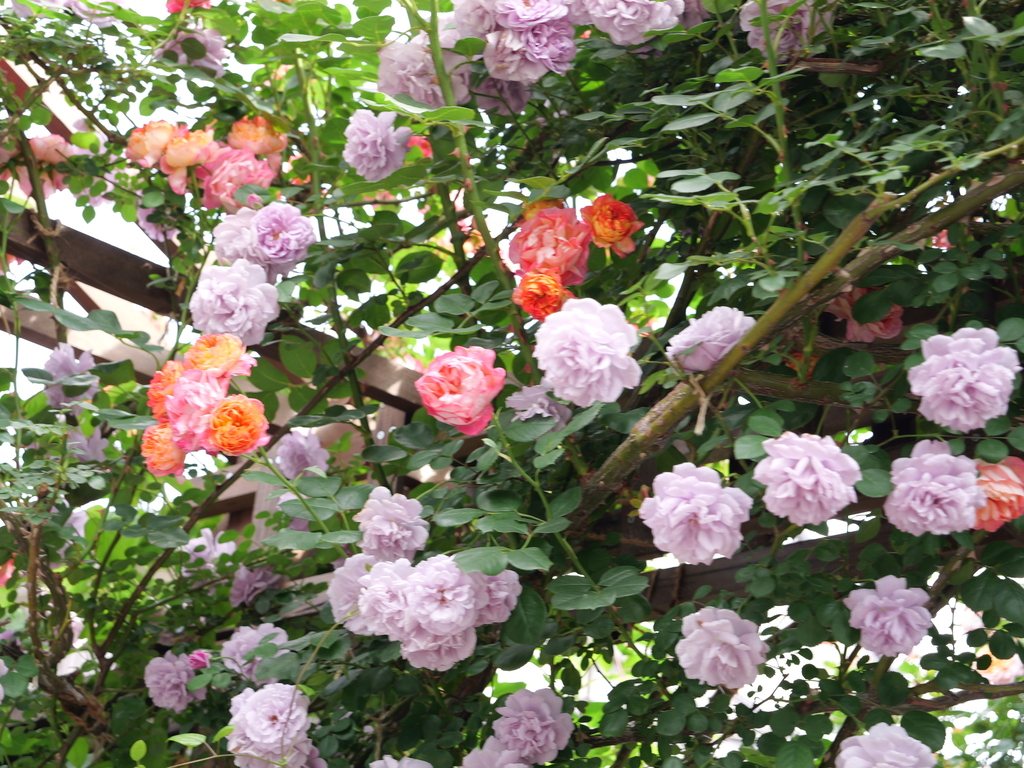 2025-05-16 08_58№(0288).JPG