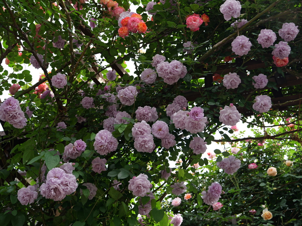 2025-05-16 08_59№(0292).JPG