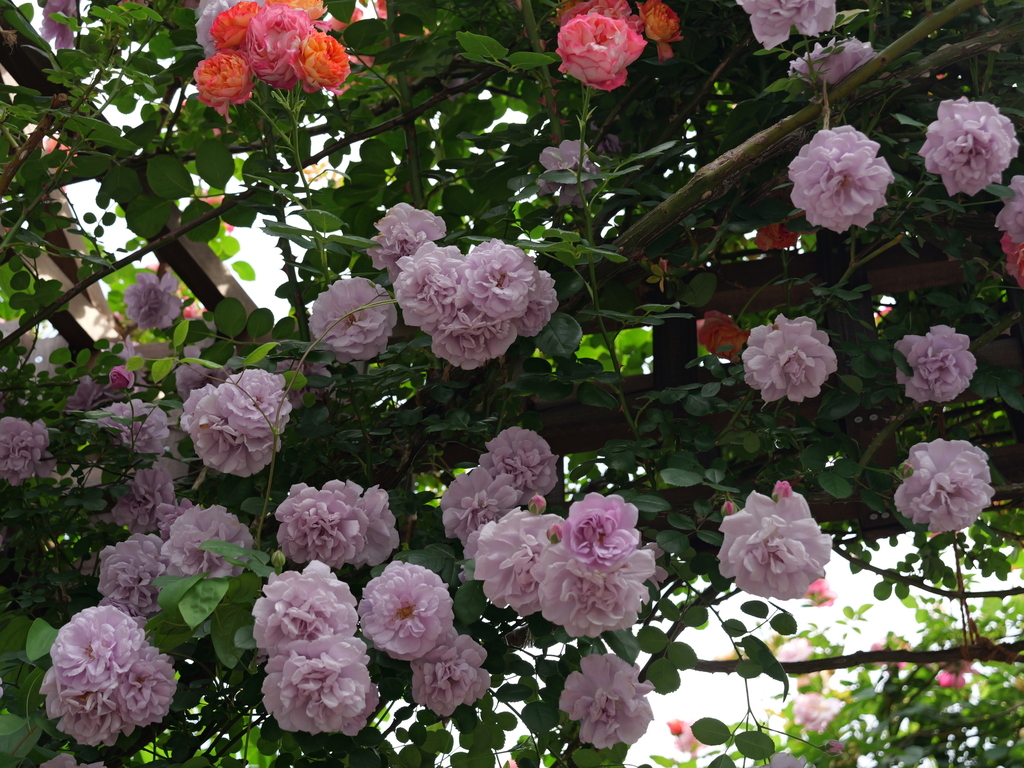 2025-05-16 08_59№(0293).JPG