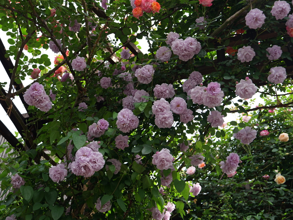 2025-05-16 08_59№(0294).JPG