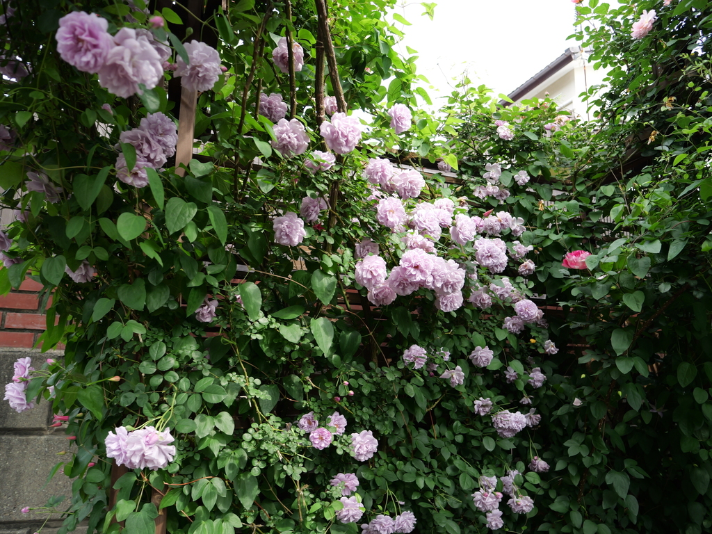 2025-05-16 08_59№(0298).JPG