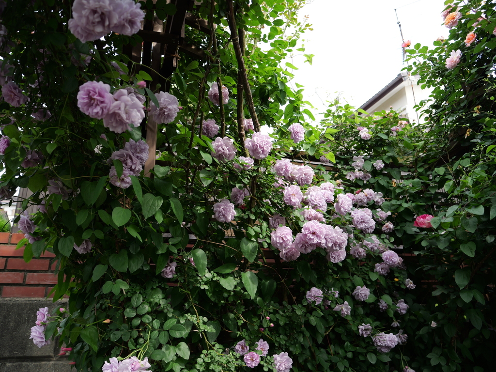 2025-05-16 08_59№(0299).JPG