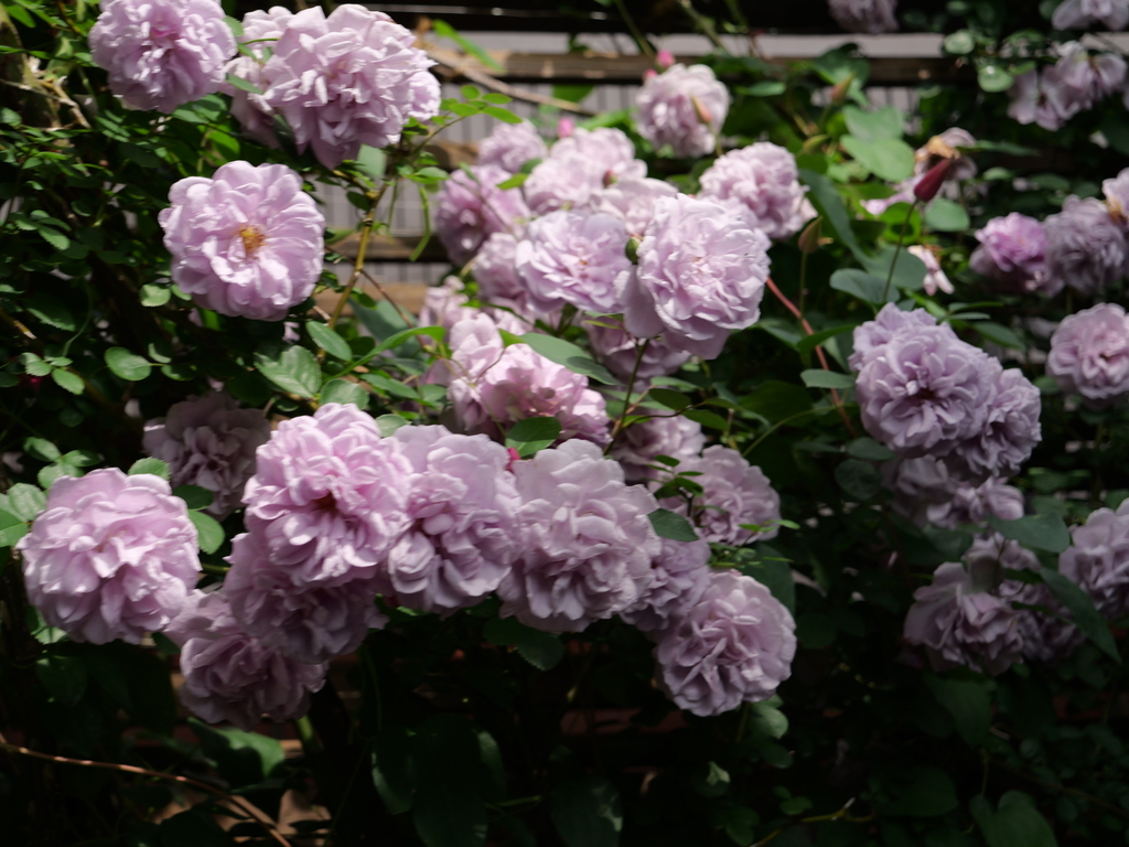 2025-05-16 08_59№(0305).JPG