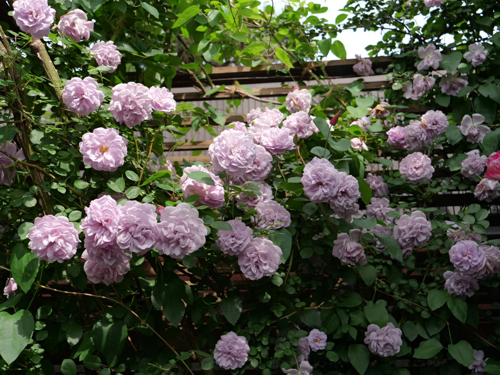 2025-05-16 08_59№(0306).JPG