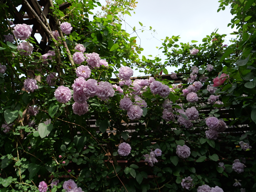 2025-05-16 08_59№(0307).JPG