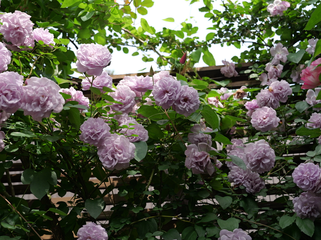 2025-05-16 08_59№(0308).JPG
