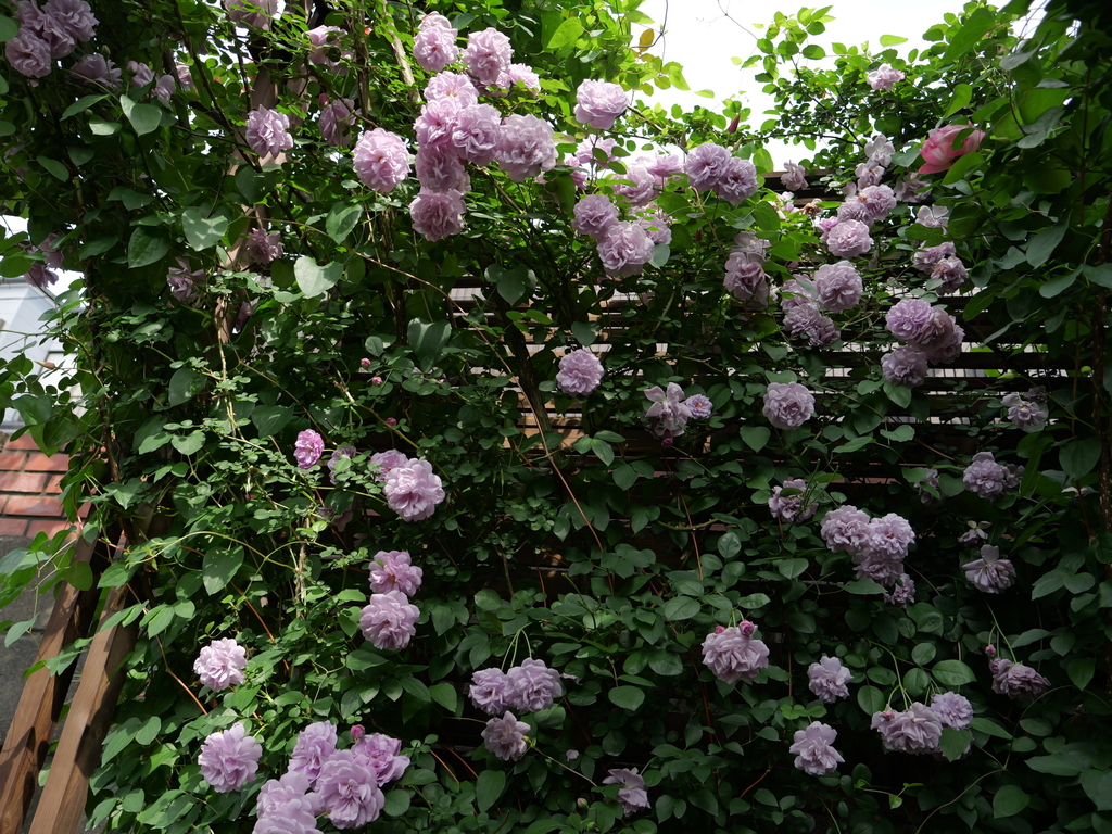 2025-05-16 08_59№(0309).JPG