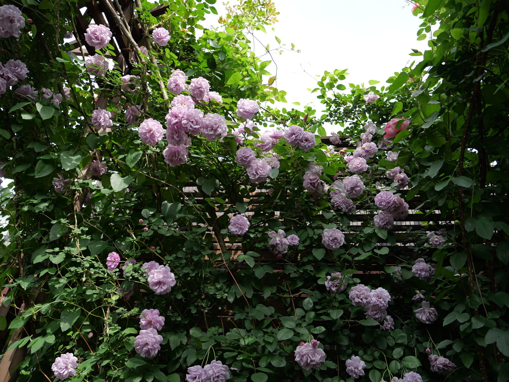 2025-05-16 08_59№(0311).JPG