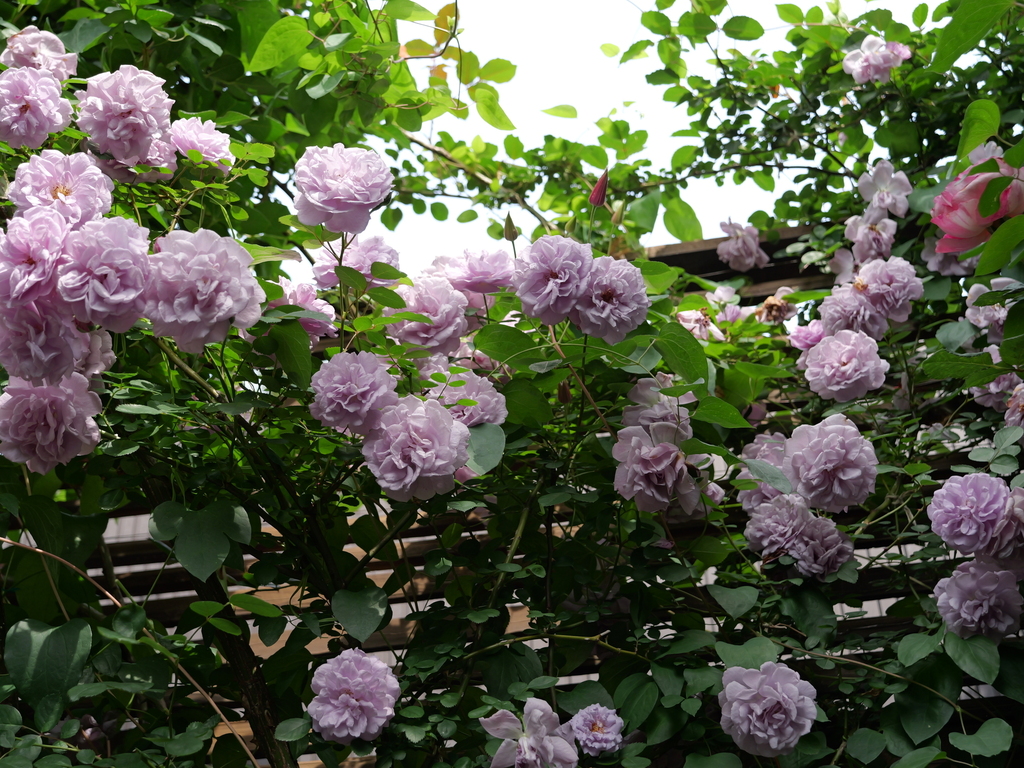 2025-05-16 08_59№(0312).JPG