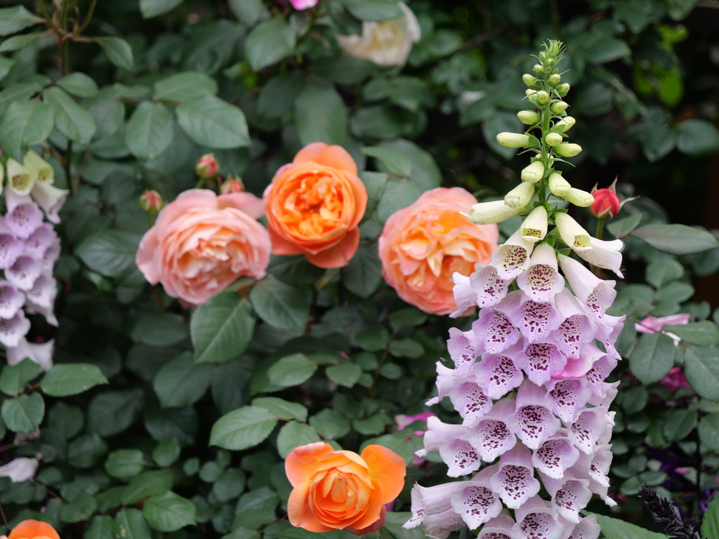 2025-05-16 09_02№(0437).JPG