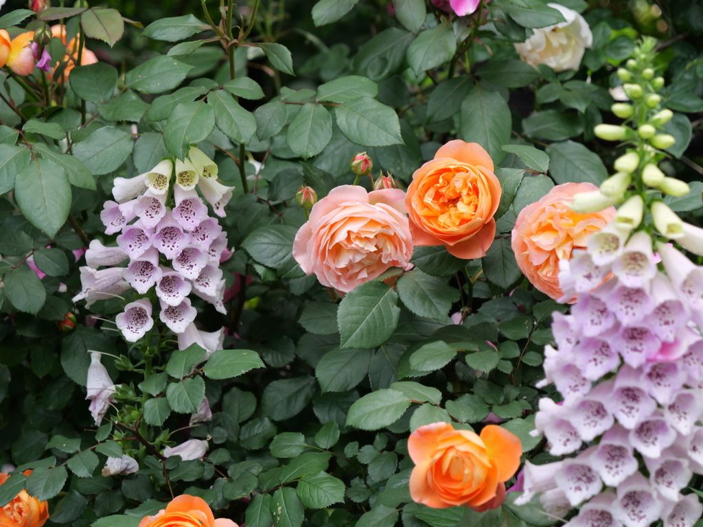2025-05-16 09_02№(0453).JPG