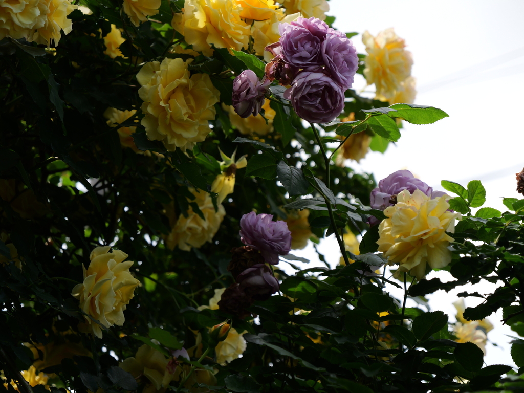 2025-05-16 09_04№(0510).JPG