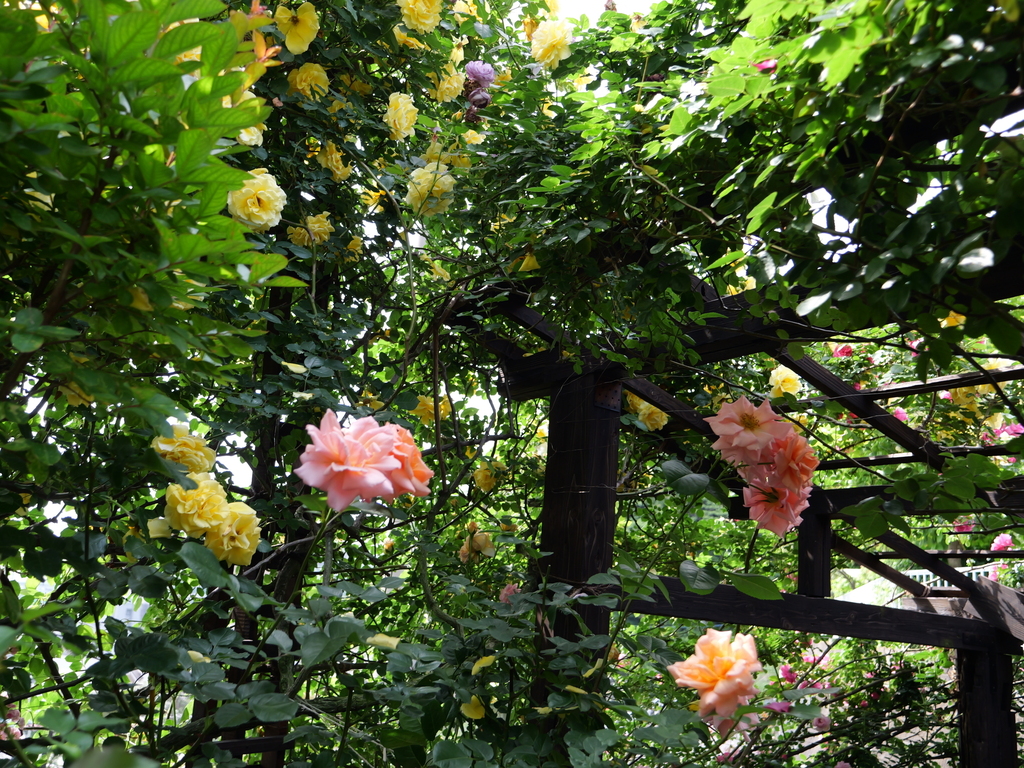 2025-05-16 09_04№(0515).JPG