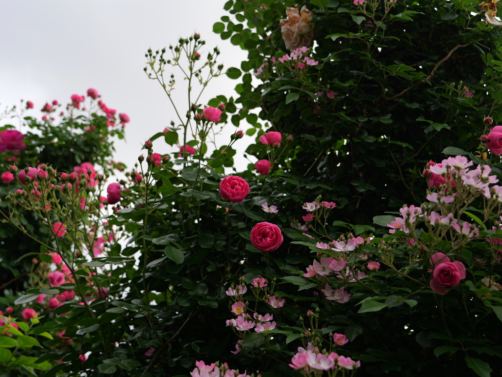2025-05-16 09_05№(0571).JPG