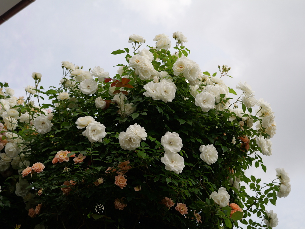 2025-05-16 09_06№(0577).JPG